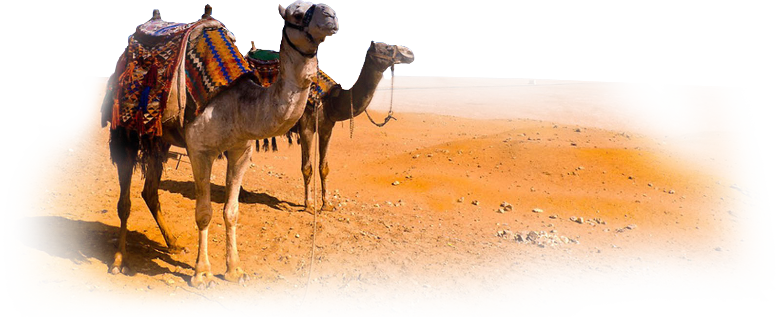 Fat Animal Giraffe Camel Dogs PNG
