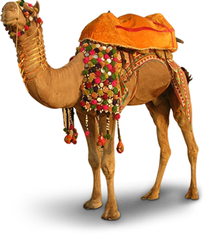 Camel Sleeping Animals Beauty PNG