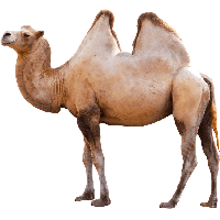 Heel Sheep Pony Burro Camel PNG
