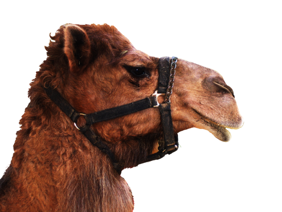 Racing Burro Donkey Ecology Camel PNG