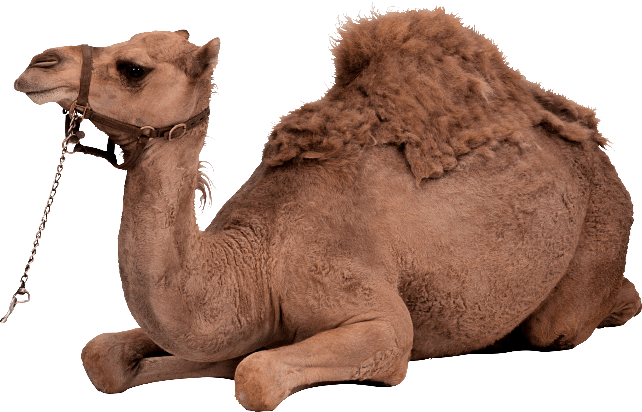 Sir Yak Cattle Camel Cat PNG