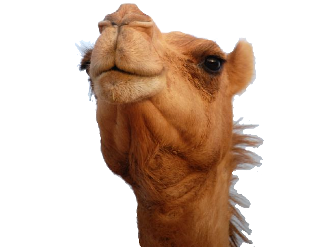 Buffalo Ostrich Fauna Camel Goat PNG