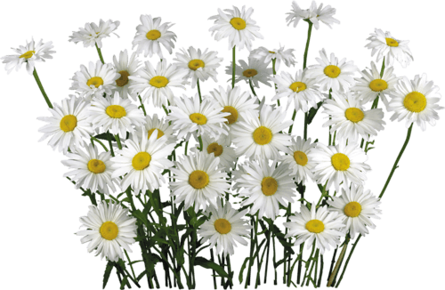 Chamomile People Yellow Petal Flower PNG