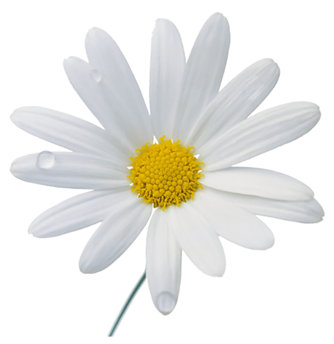 Camomile Gifts Chamomile Spearmint Haven PNG