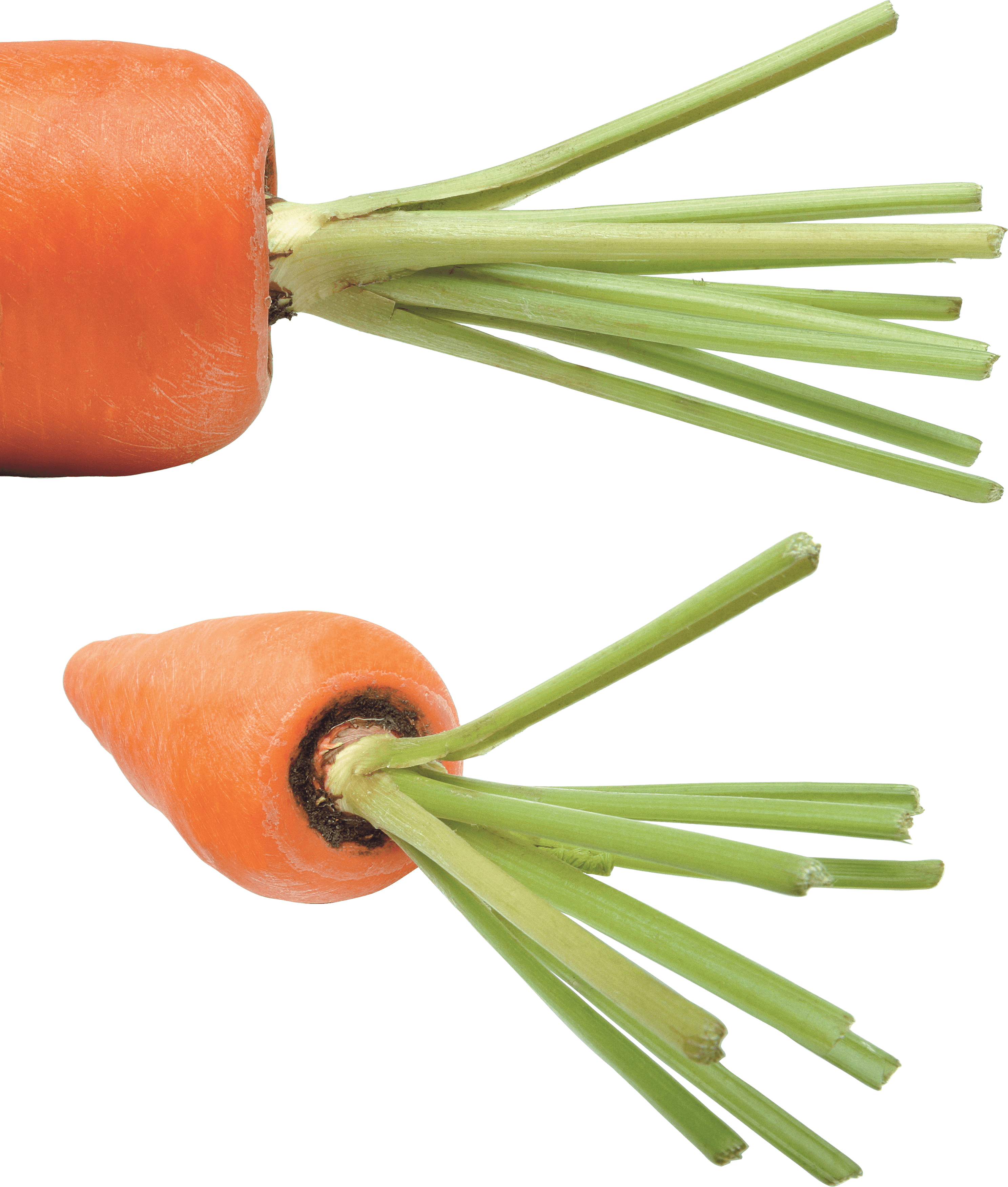 Radish Nuts Parsnip Carrot Turnip PNG