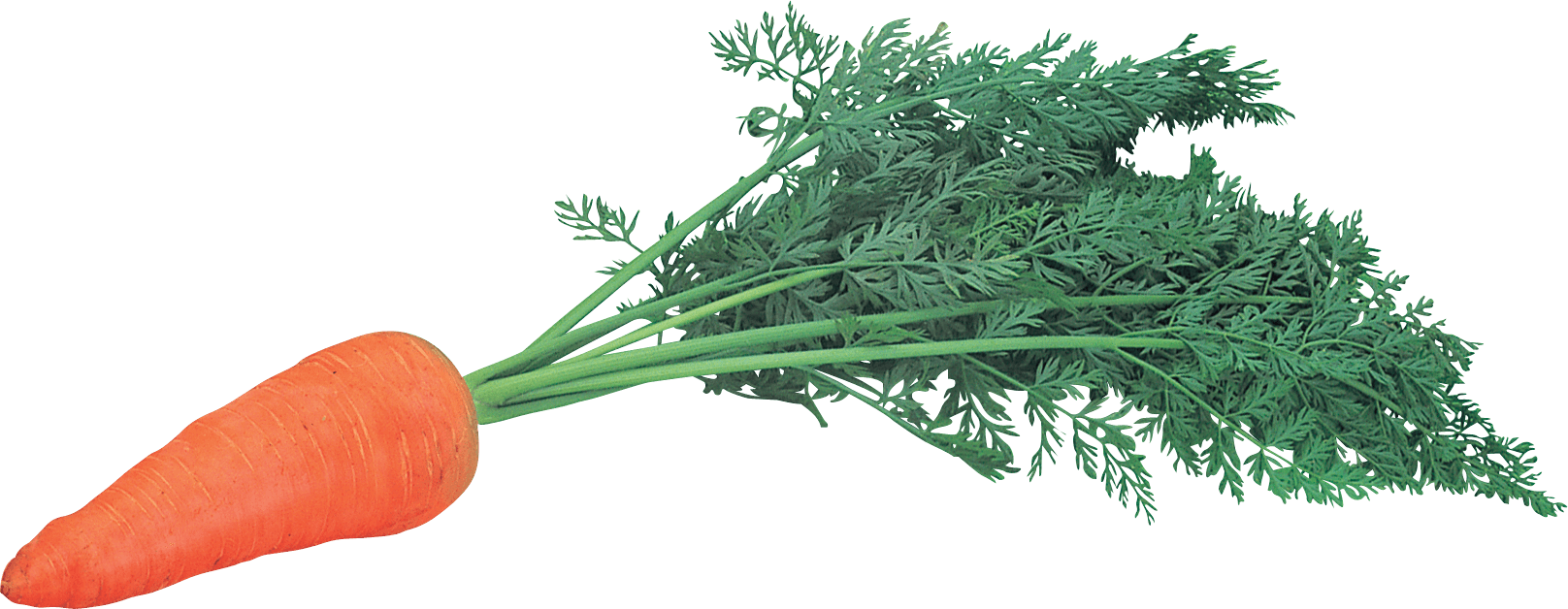 Recovery Garlic Cucumber Parsley Reward PNG