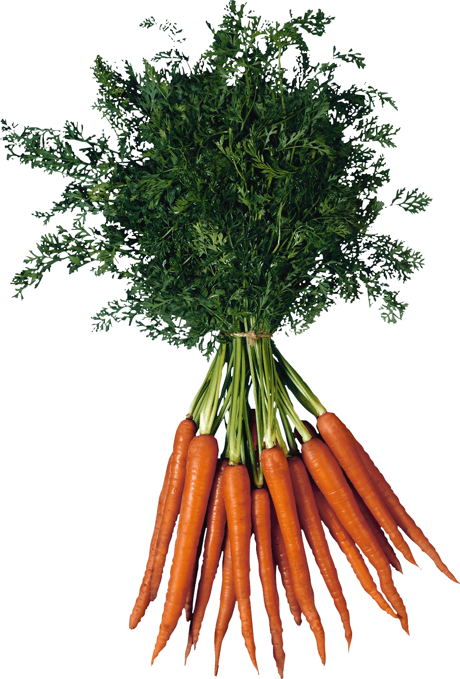 Parsley Radish Carbs Broccoli Fats PNG
