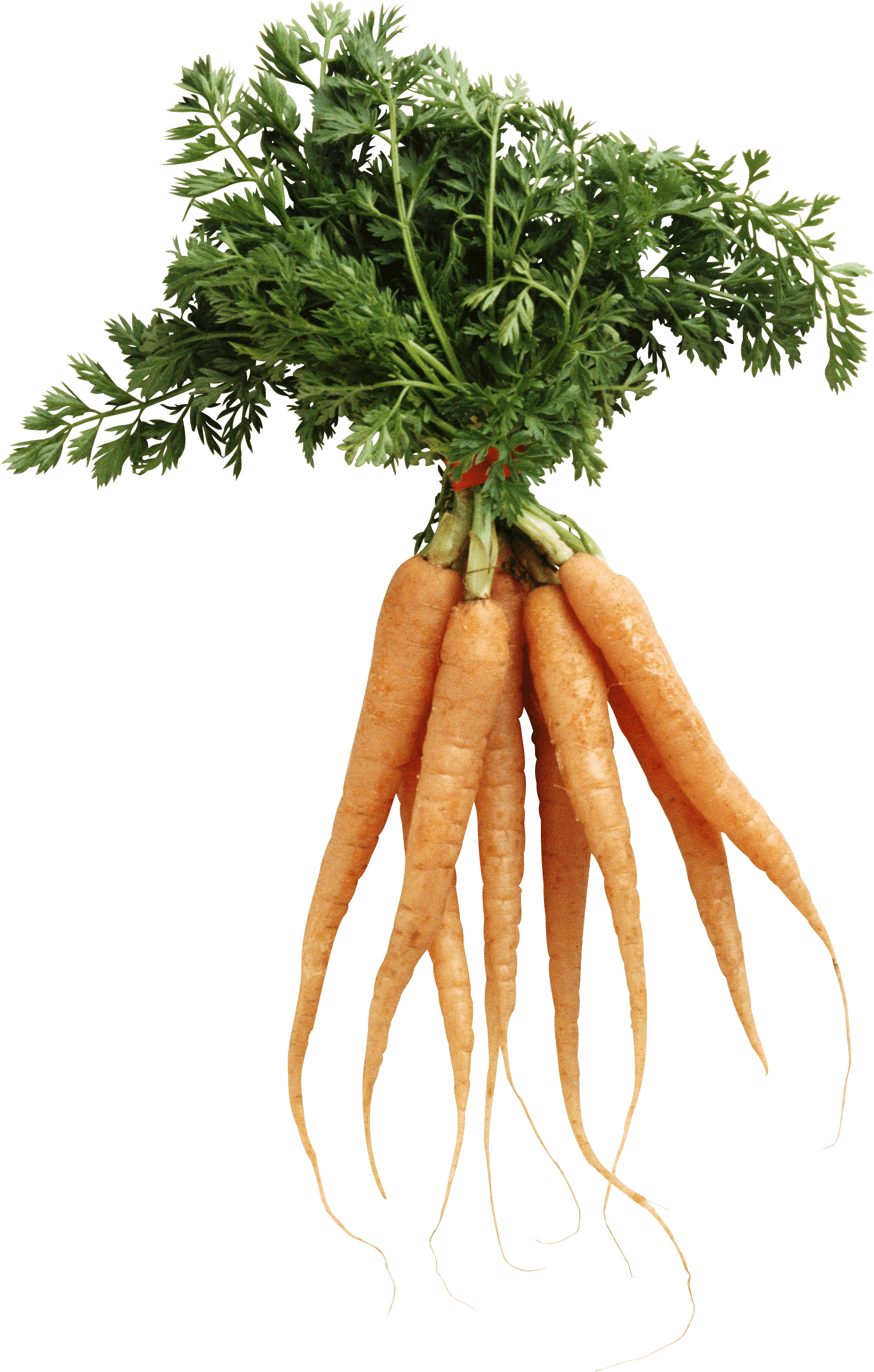 Cabbage Transformation Recovery Carrot Parsley PNG