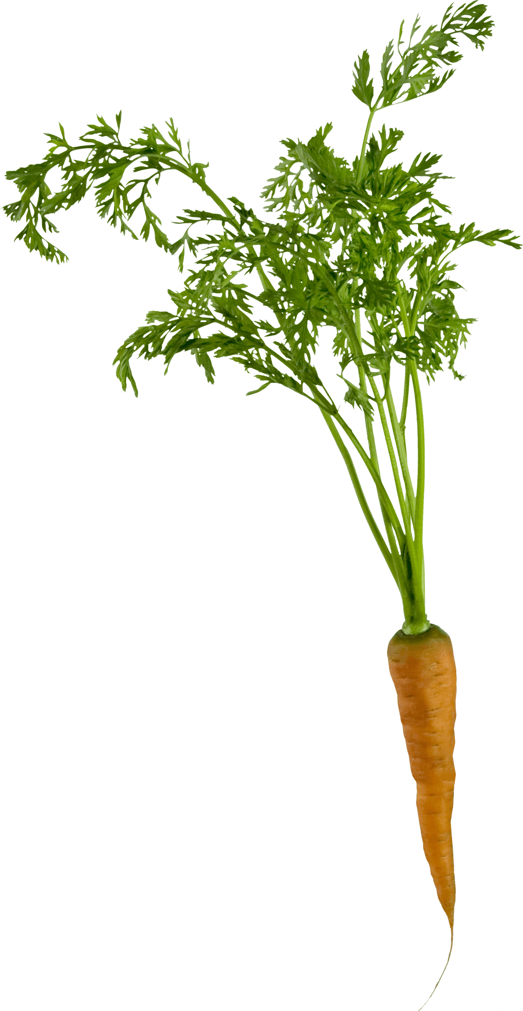 Green Parsnip Spinach Core Persuasion PNG
