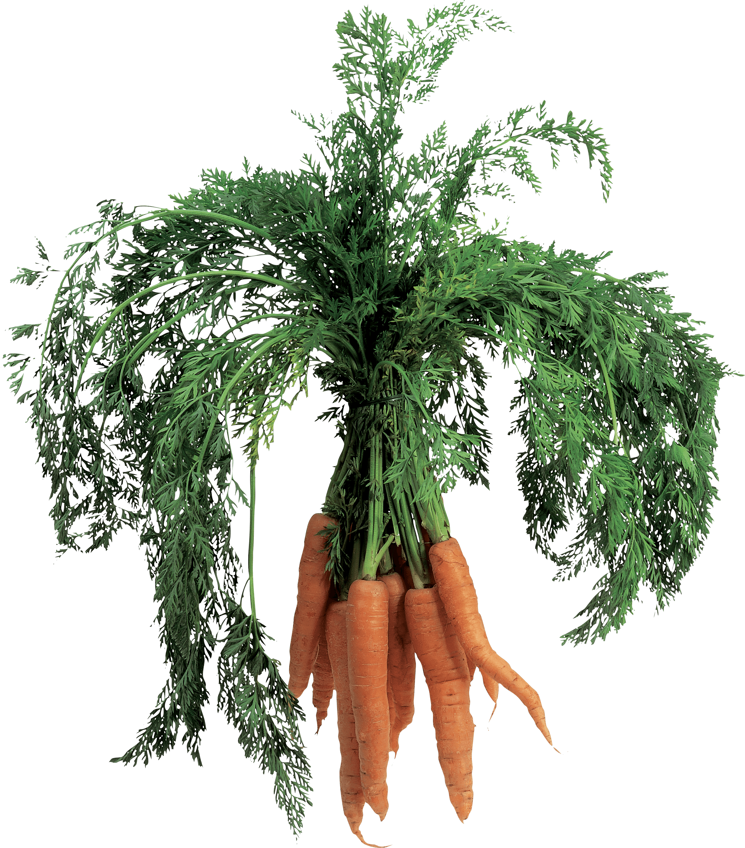 Bait Onion Sausage Stimulus Carrot PNG