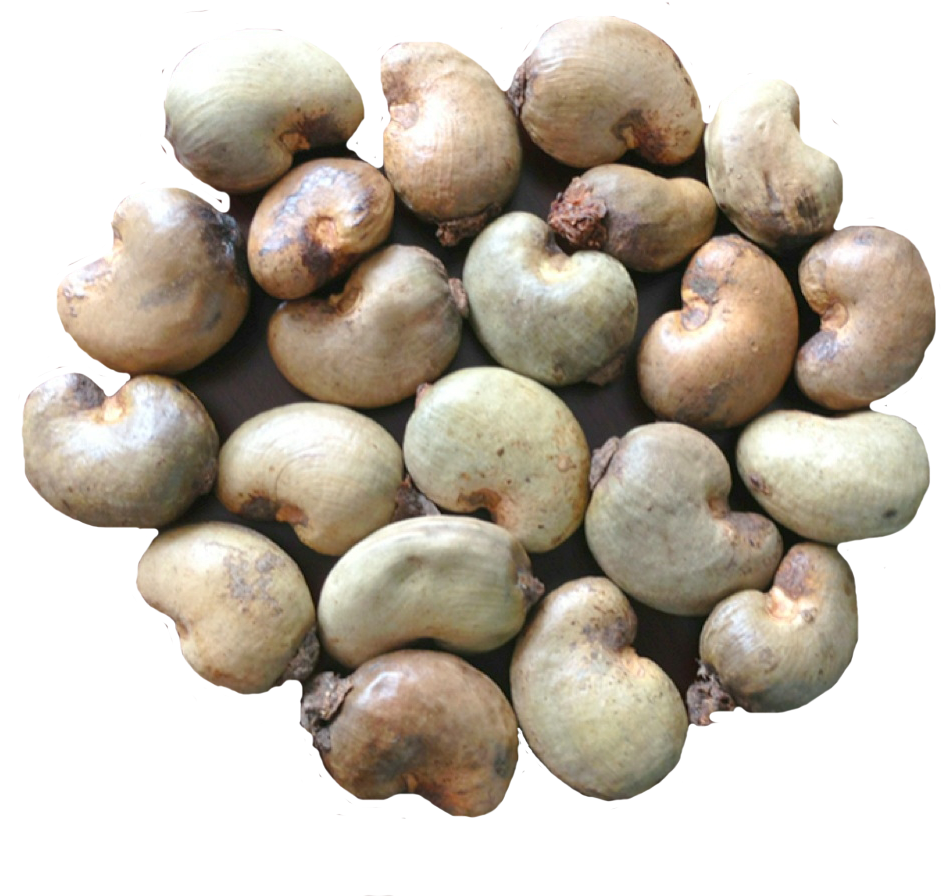 Cultivators Paddy Plantain Organic Nut PNG
