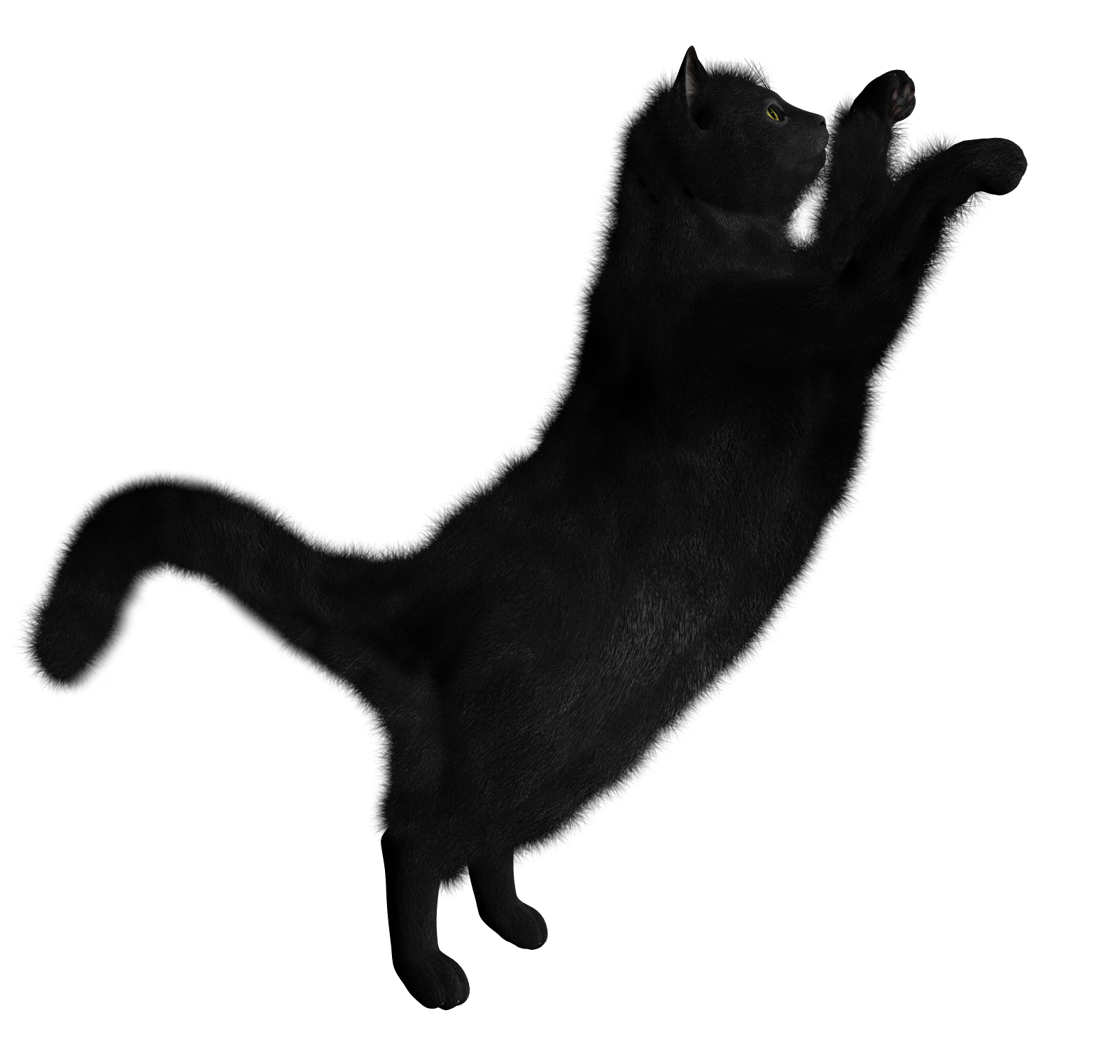 Cat Black Sick Day Biology PNG