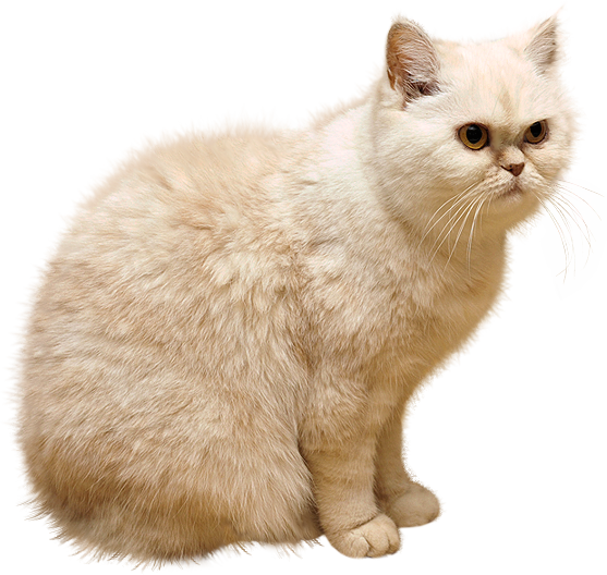 Barf Regurgitate Kitten White Green PNG