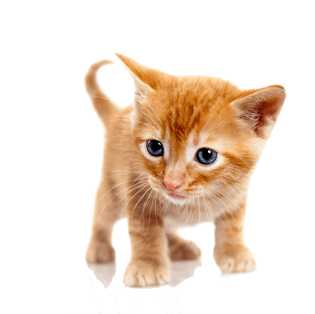 Kitten Vomit Barf Cat Hombre PNG