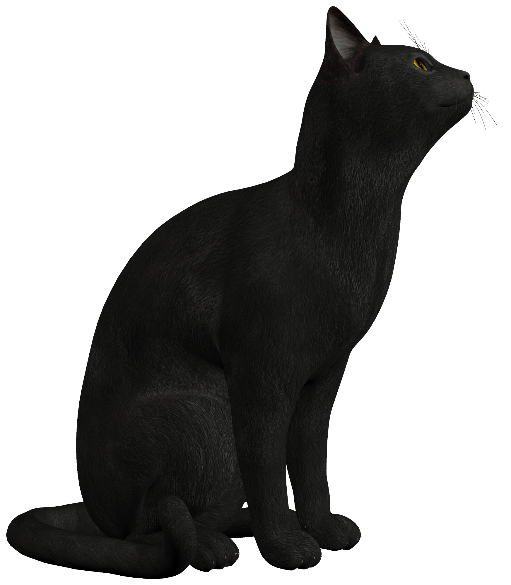 Cat Animal Black Regurgitate Tree PNG