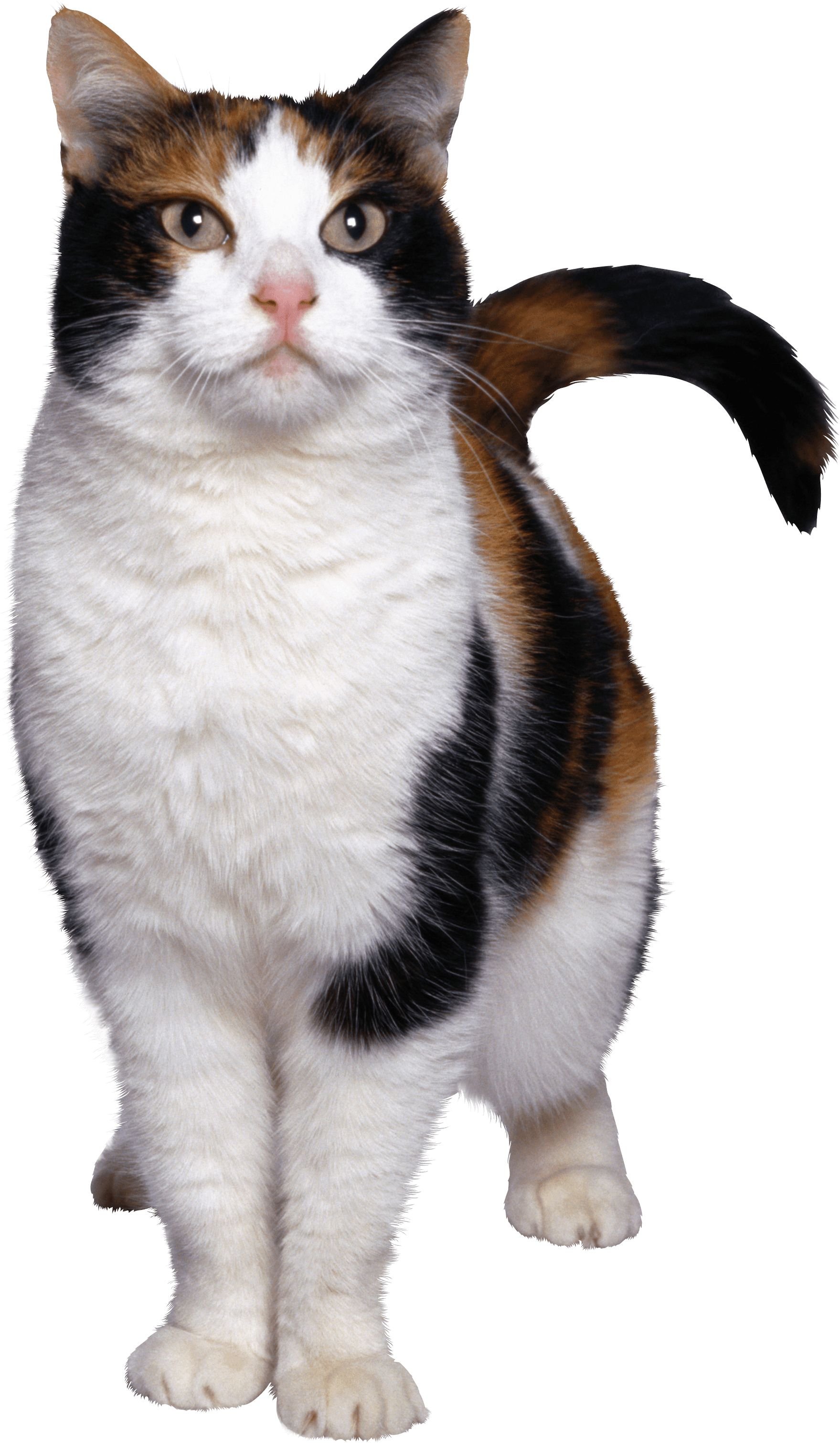 Kitten Flora Honk Sloth Cat PNG