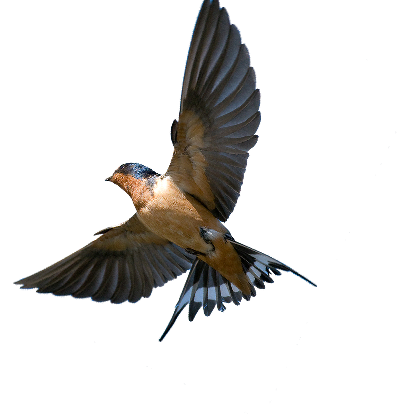 Rough-Winged Flying Swallow Upchuck Barn PNG