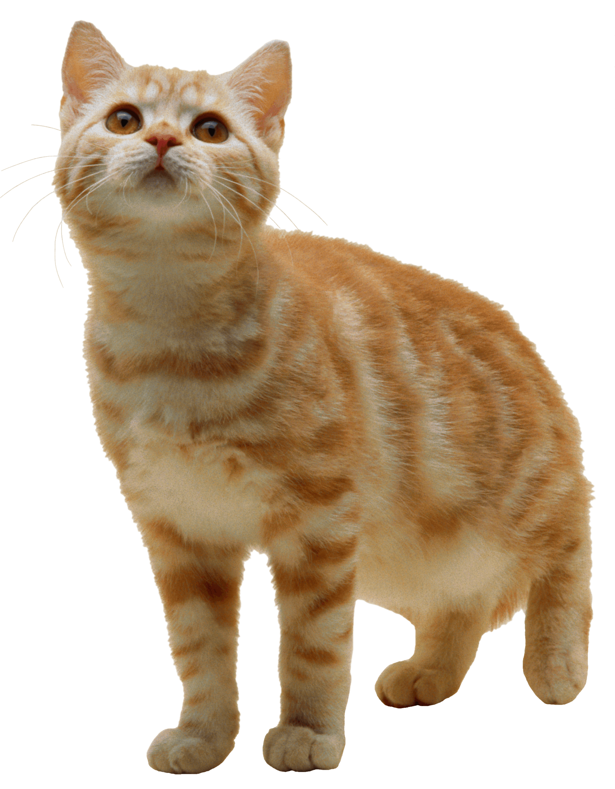 Upchuck Disgorge Vomit Animal Kitten PNG