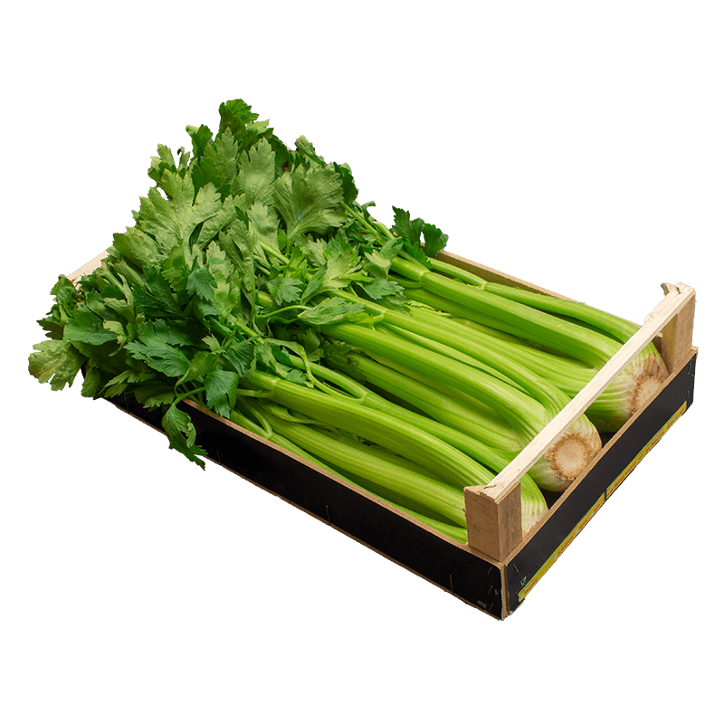 Green Kale Onions Parsley Celery PNG