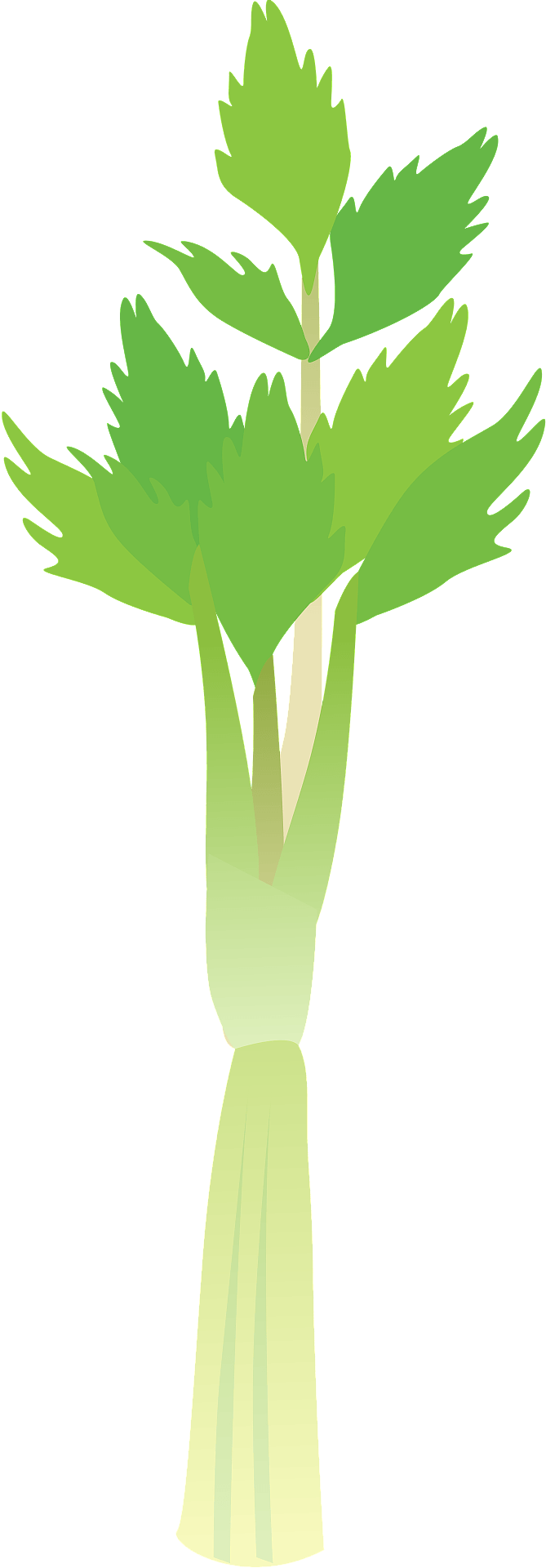 Scallions Radicchio Blanching Celeriac Organic PNG