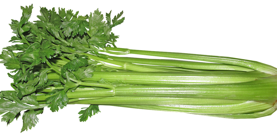 Zucchini Cilantro Basil Celery Vegetables PNG