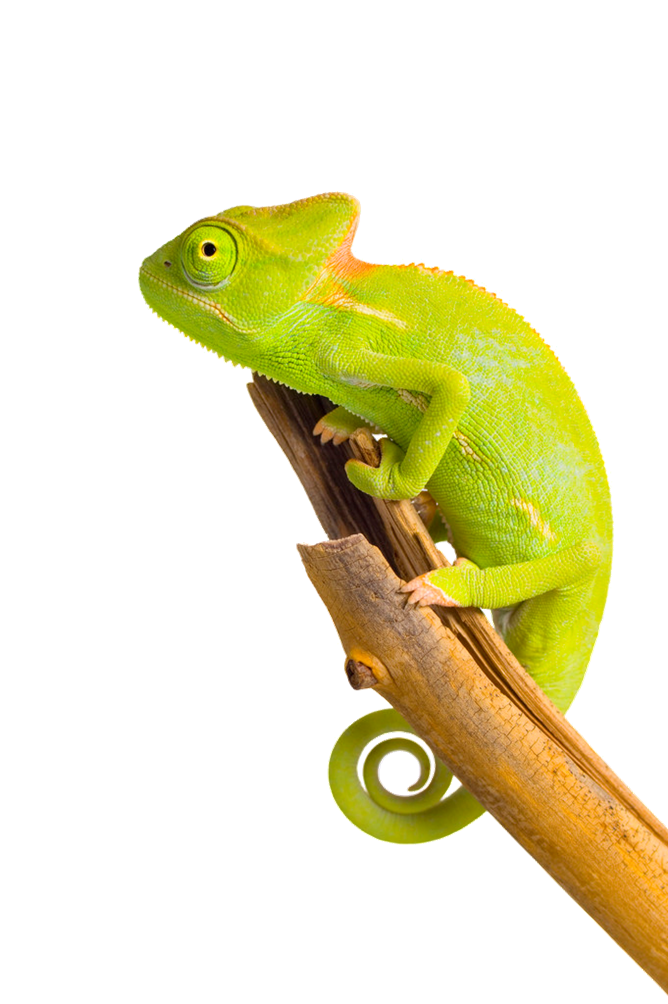 Showman Chameleon Reptile Adorable Mannerisms PNG