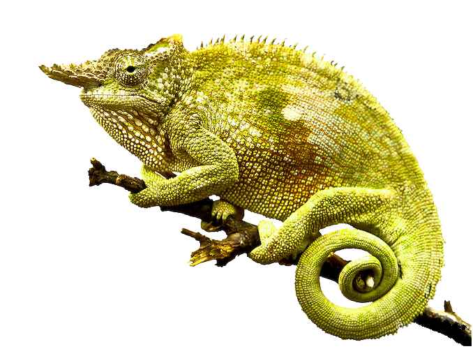 Ecology Trickster Creature Chameleon PNG