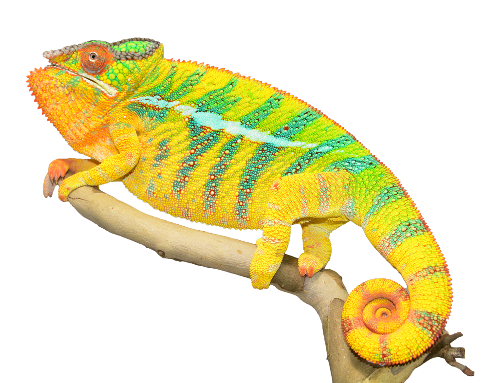 Lizard Creature Kitty Chameleon Sponge PNG