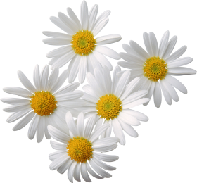 Herb Camomile Marry Passionflower Weather PNG