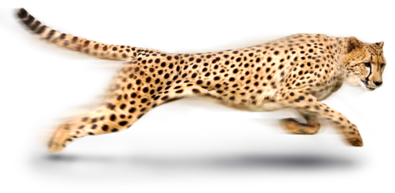 Gecko Dogs Cheetah Tigers Cartoon PNG