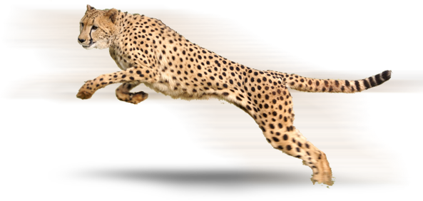 Fauna Tigers High-Quality Cheetah Cat PNG