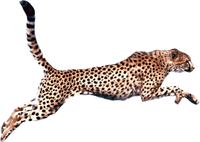Jaguar Love Cheetah Leopard Cat PNG