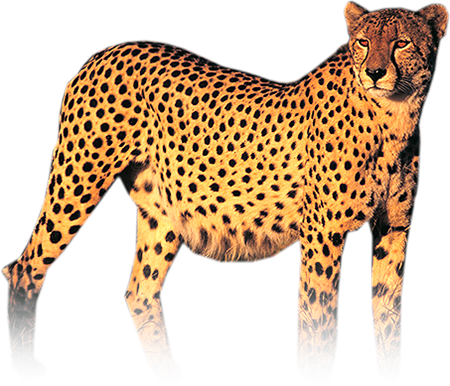 Puma Adorable Rare Flakes Cheetah PNG