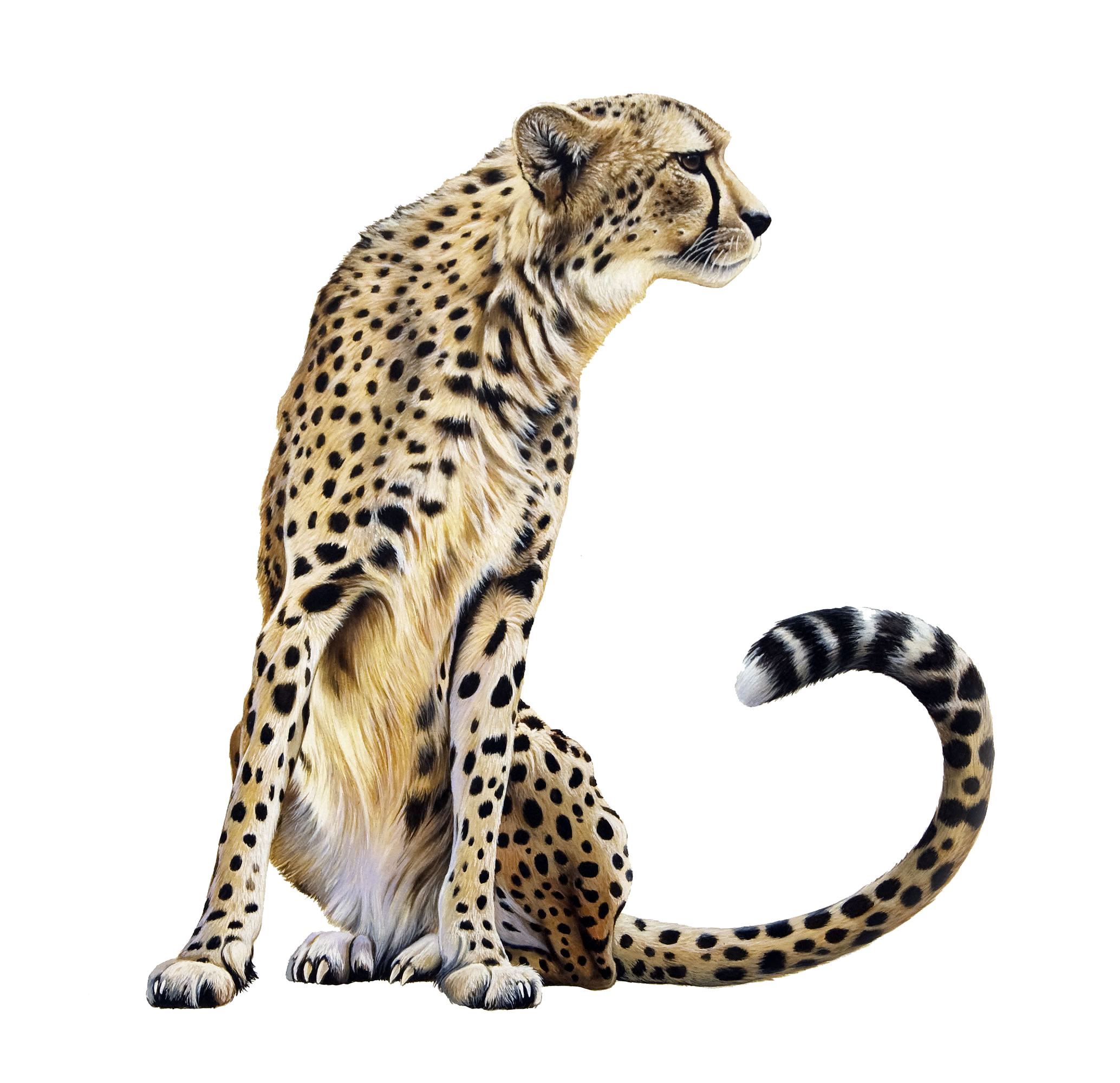 Cheetah Adorable Ecology Tree Puma PNG