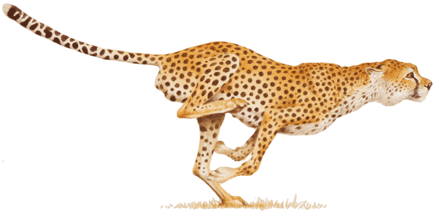 Panther Cheetah Nature Wild Jaguar PNG