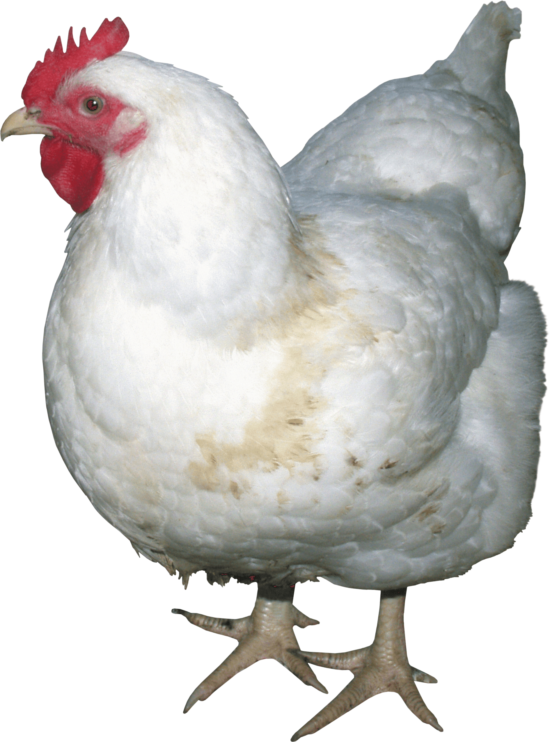 Poultry Bacon Coward Chicken Fearful PNG