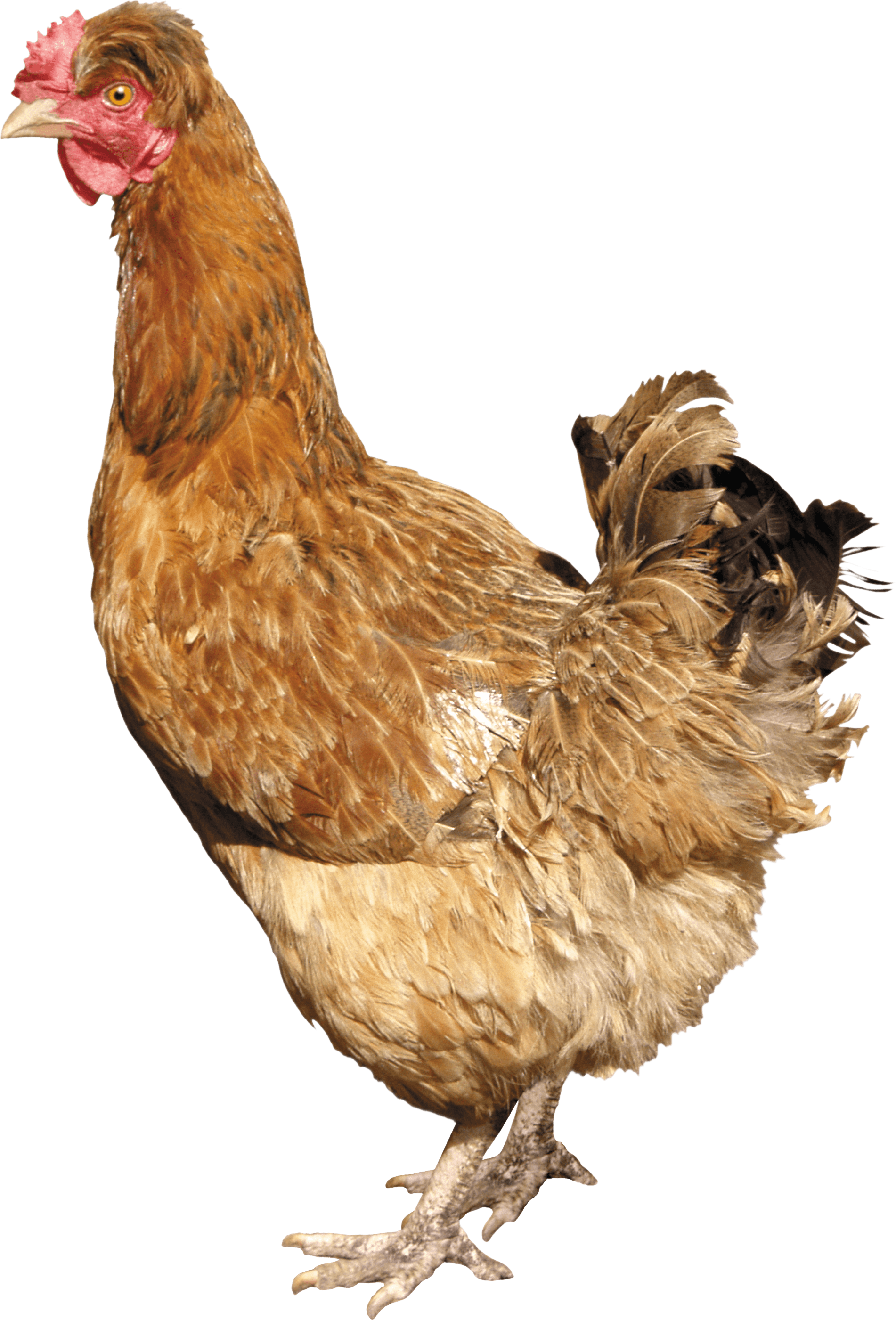 Goose Pets Adorable Bread Wimp PNG