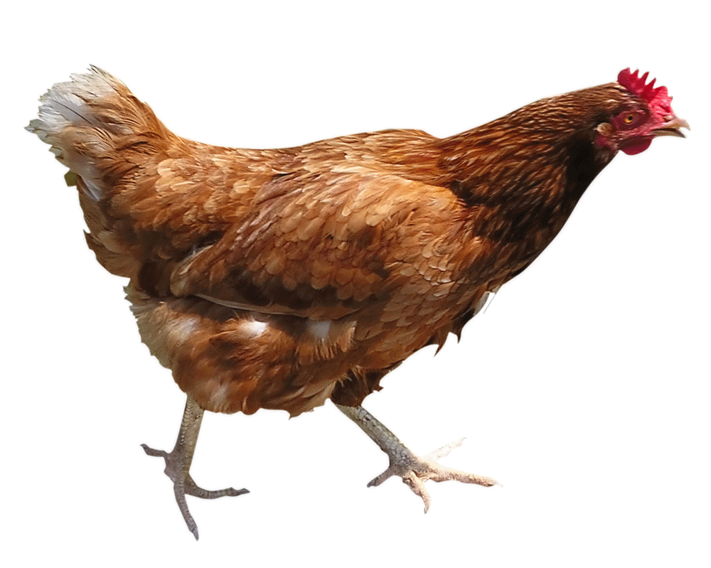 Biology Pig Broiler Nature Chicken PNG