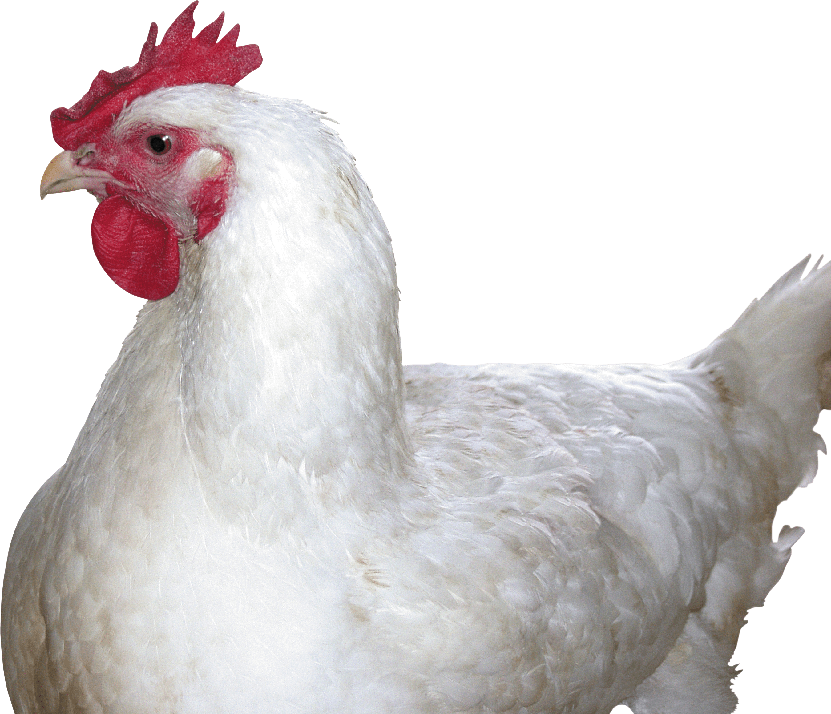 Bird Casserole Coop Chicken Wimp PNG
