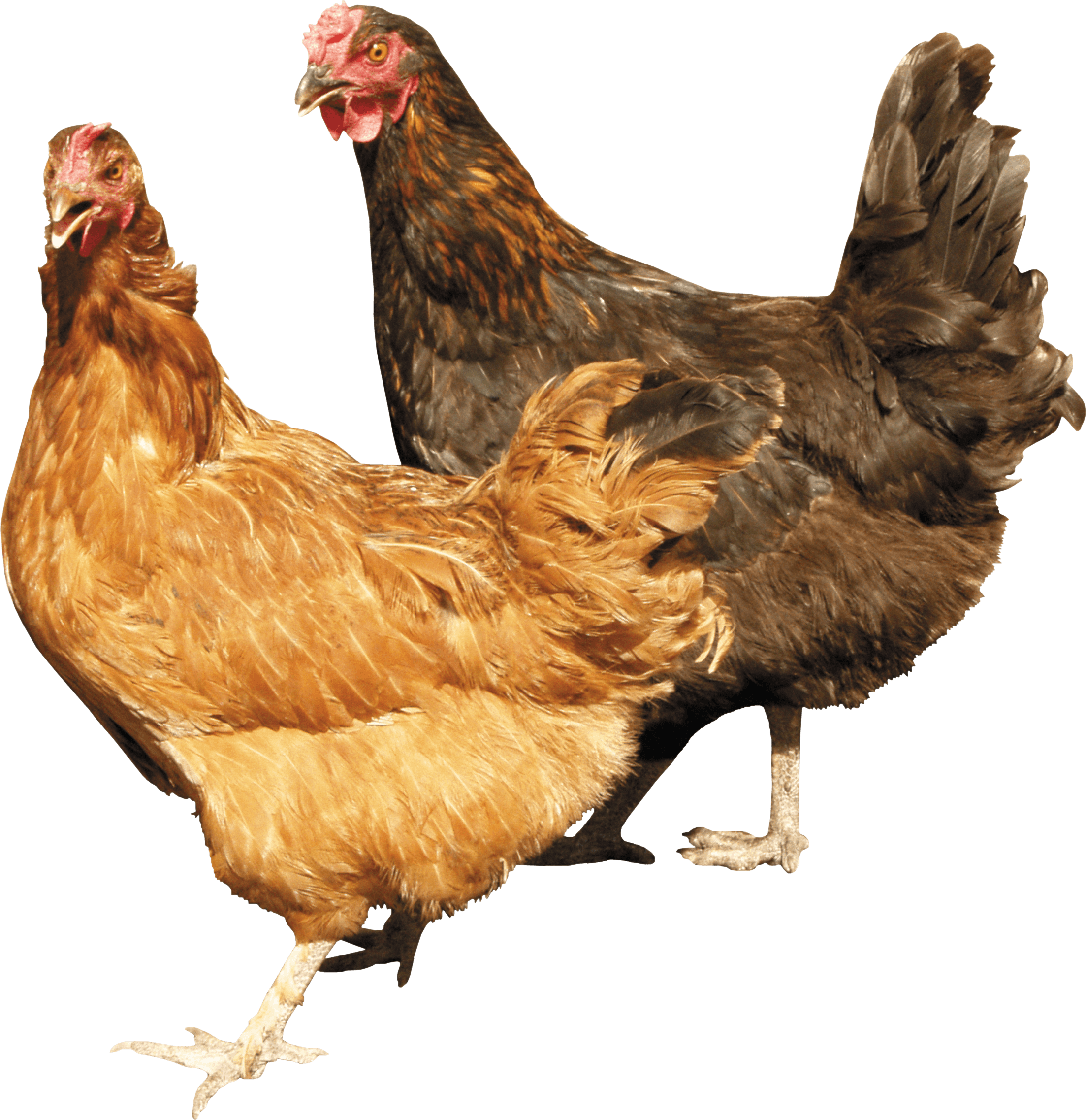 Fearful Chicken Poultry Honey Bird PNG