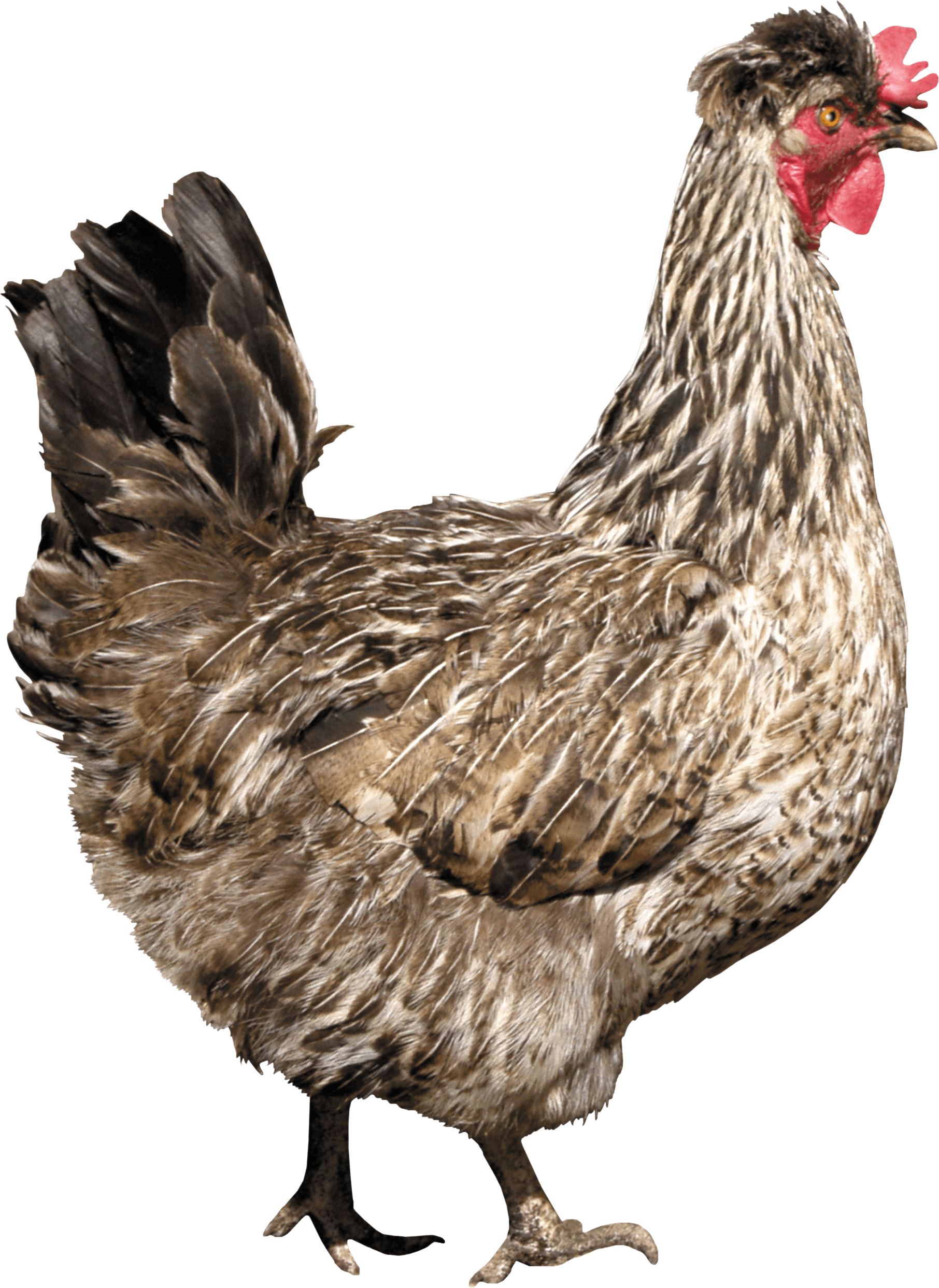 Farm Chicken Delicious Cartoon Broiler PNG