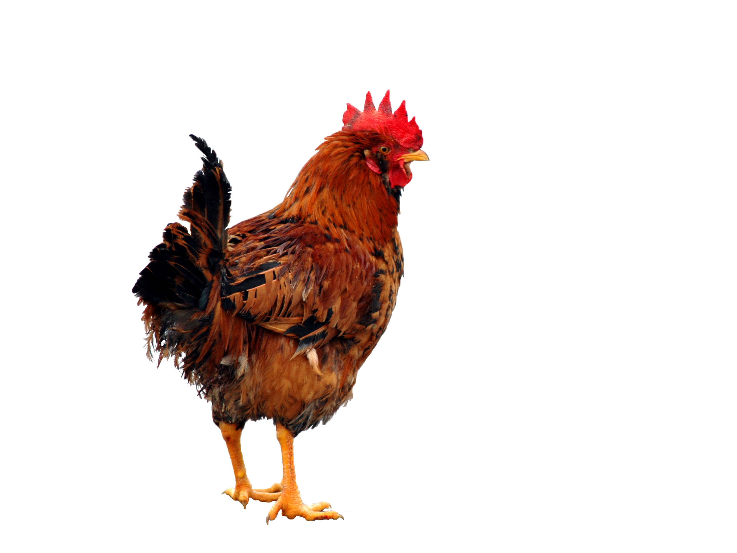 Poultry Vegetarian Coward Chicken Meat PNG