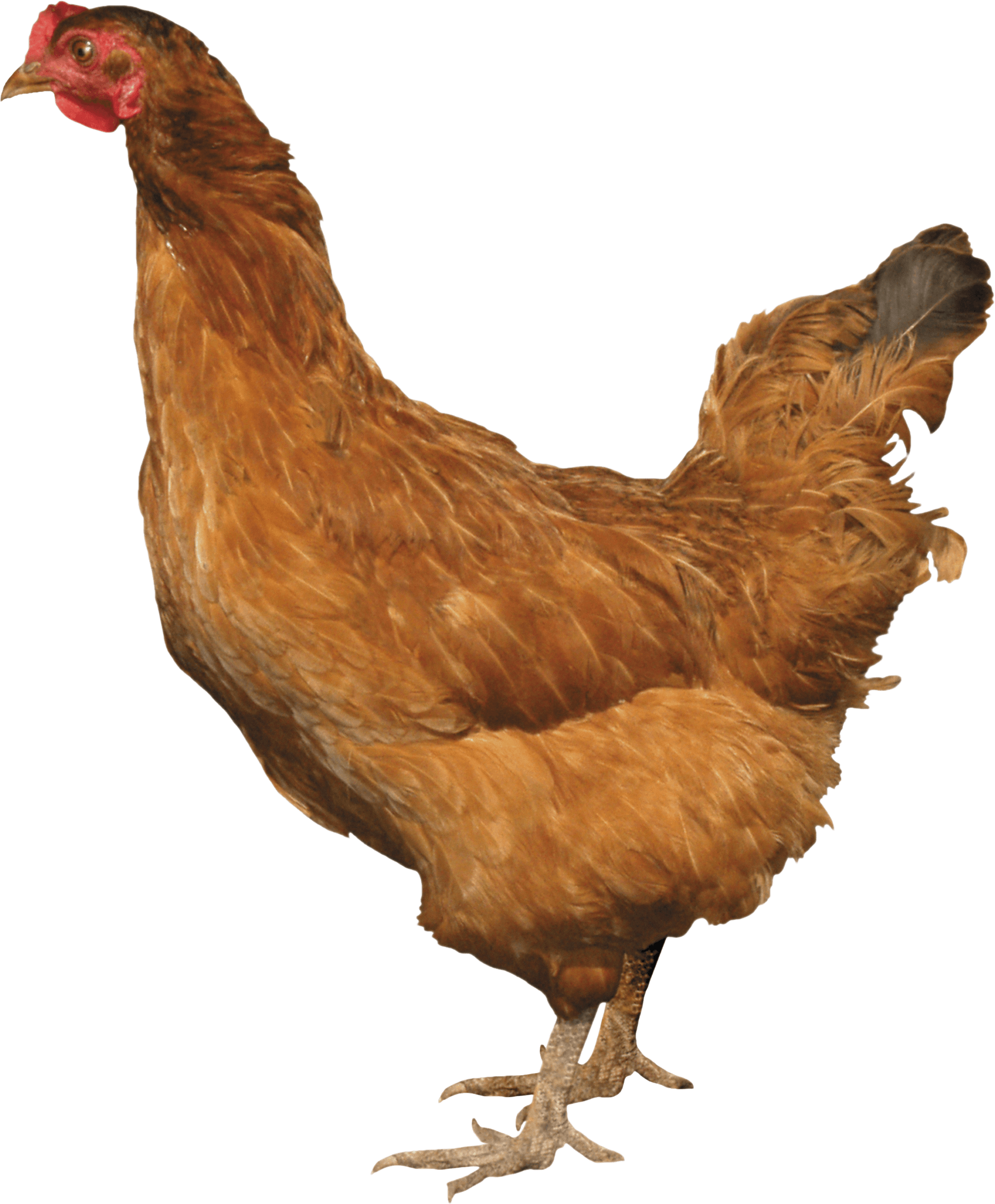 Chickenhearted Hen Poultry Honey Bacon PNG