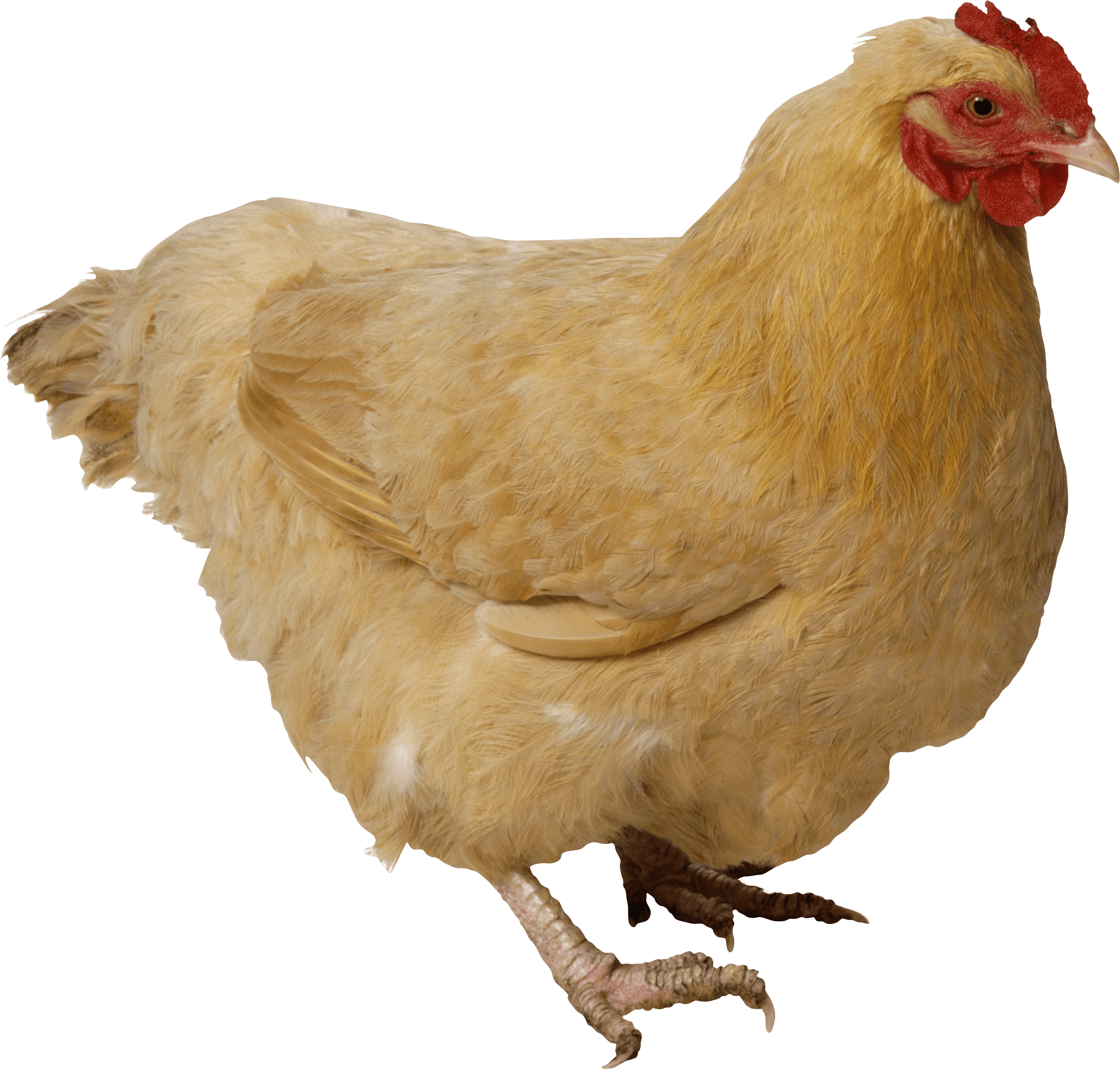 Chicken Honey Fowl Duck Life PNG