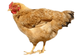 Bird Life Kitchen Chicken Broiler PNG