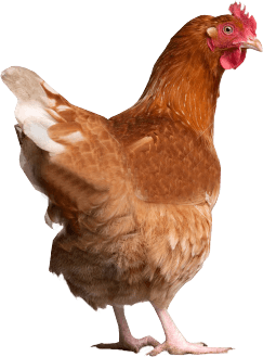 Casserole Hen Coop Fried Chicken PNG