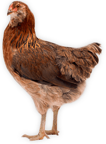 Cat Ducky Bird Farm Ecology PNG