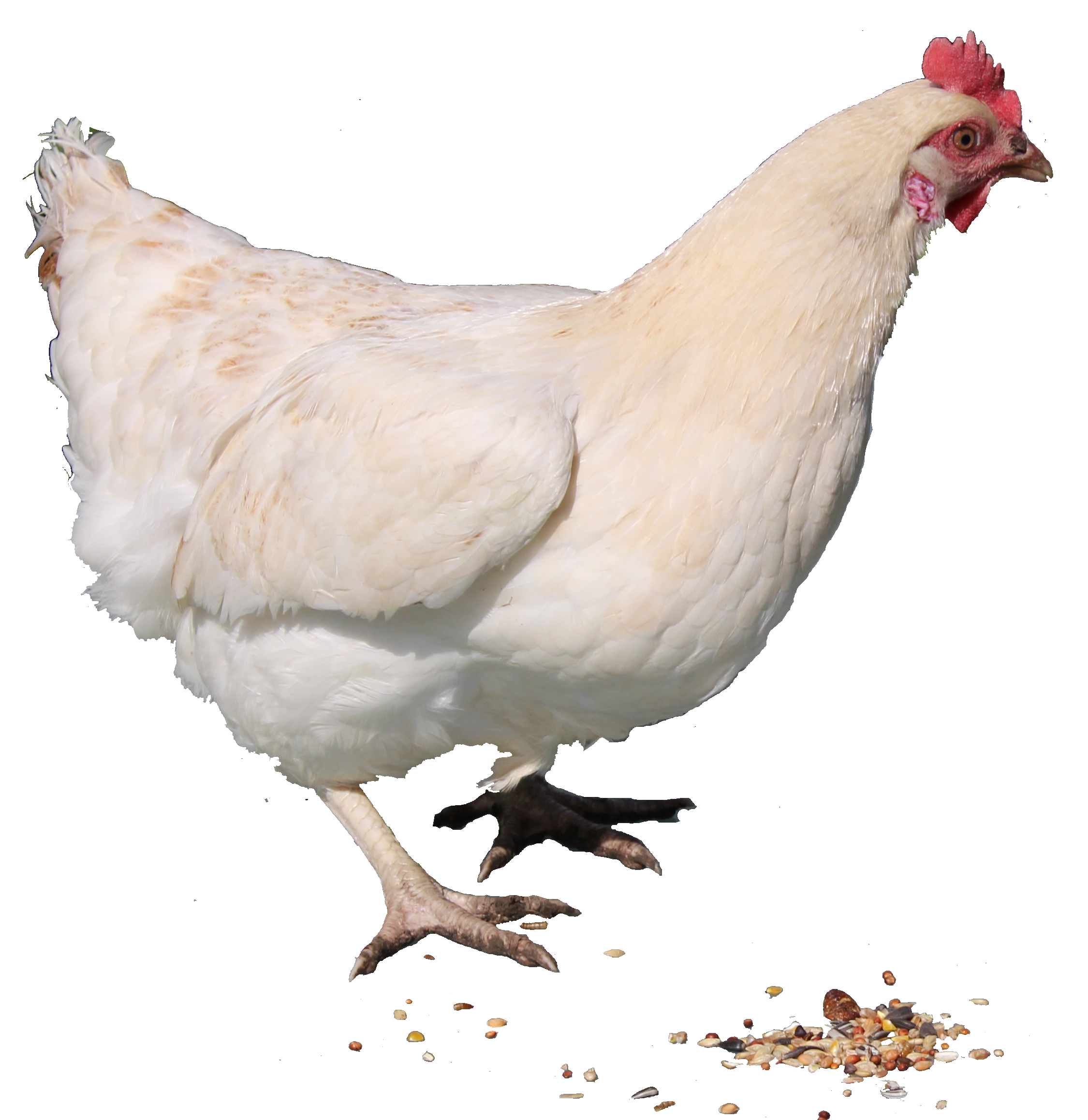 Kitchen Cute Chicken Broiler Bacon PNG