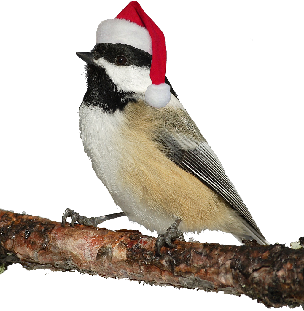 Greetings Christmas Native Eagle Bird PNG