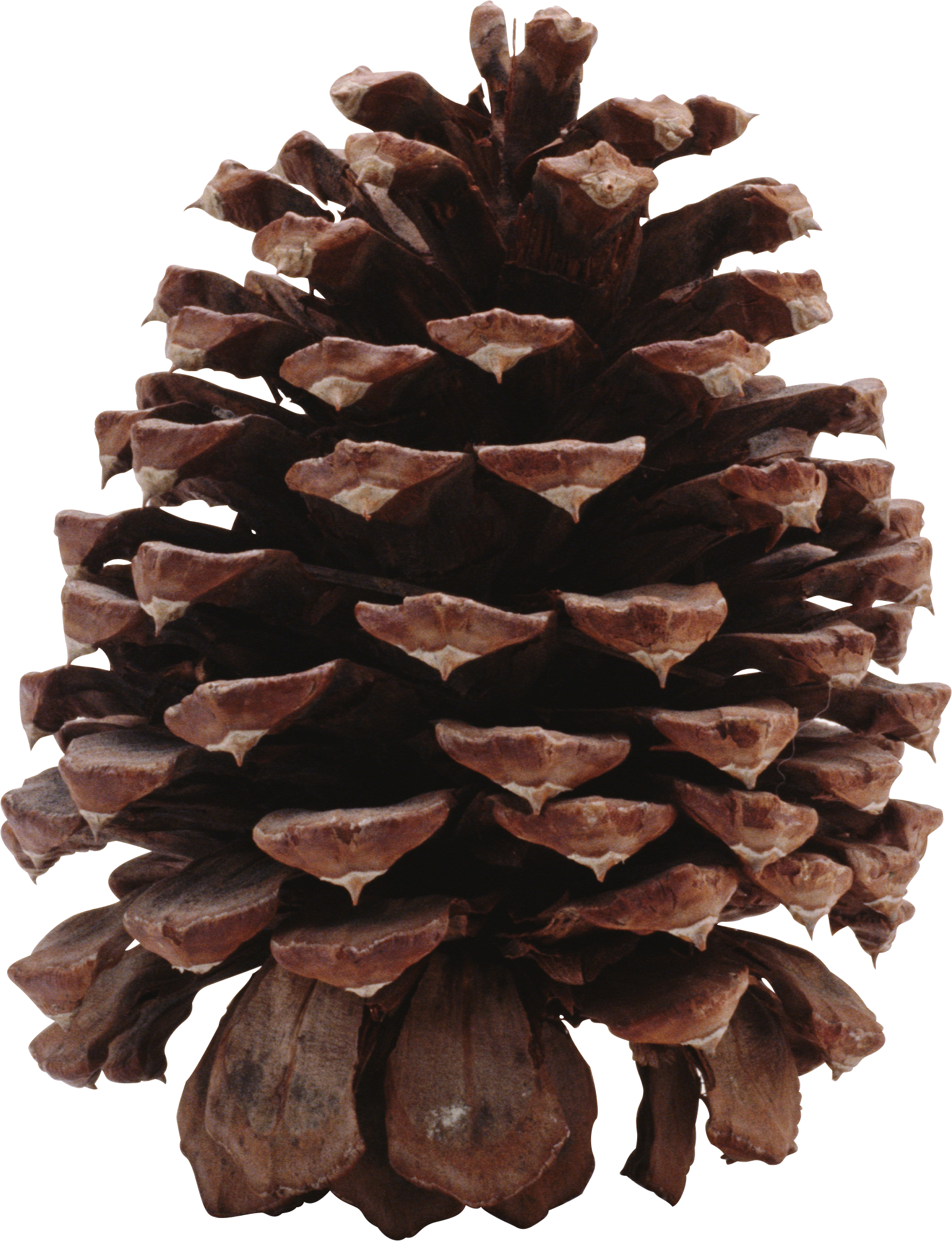 Christmas Holidays Cone Pine Boxing PNG